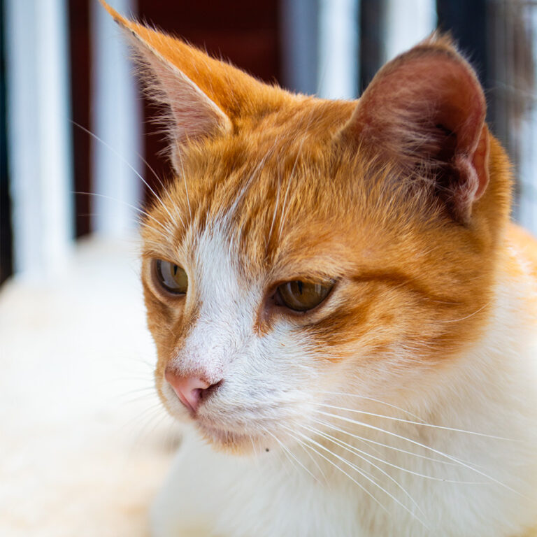 Mr. Lee, a rescued pet looking for a home at Cat Cradle Uganda