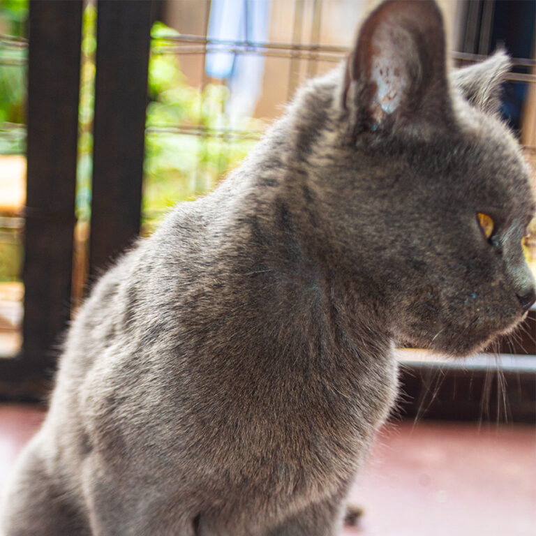 Tiny, a rescued pet looking for a home at Cat Cradle Uganda