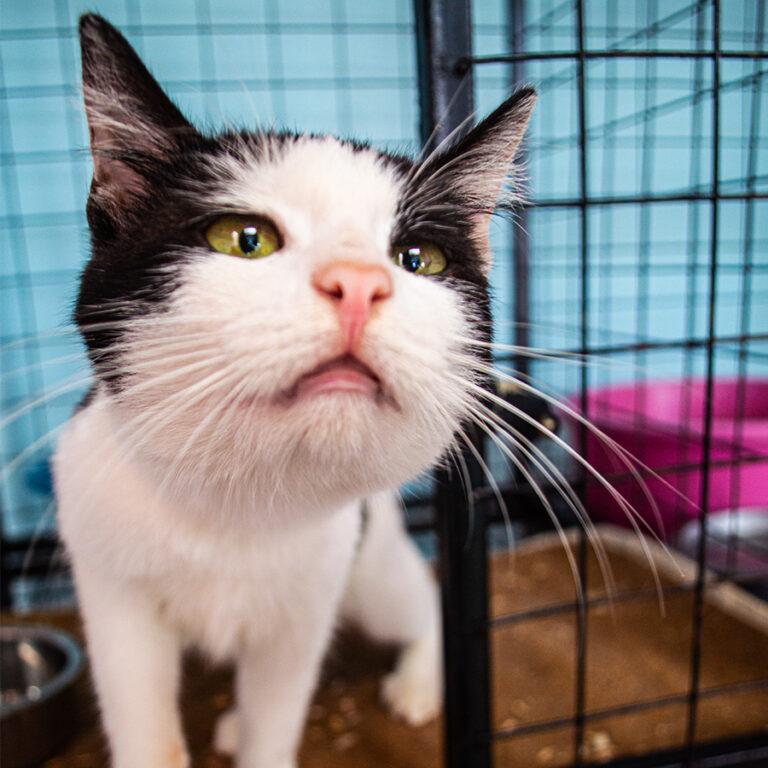 Sadie, a rescued pet looking for a home at Cat Cradle Uganda