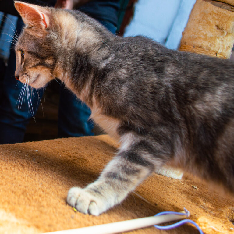 Kiki, a rescued pet looking for a home at Cat Cradle Uganda