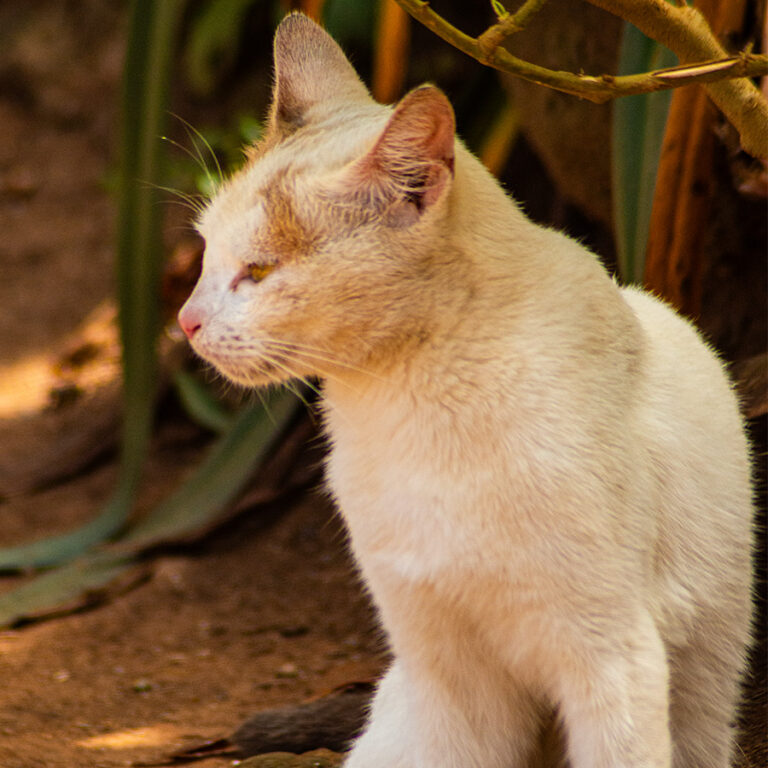 Lucky, a rescued pet looking for a home at Cat Cradle Uganda