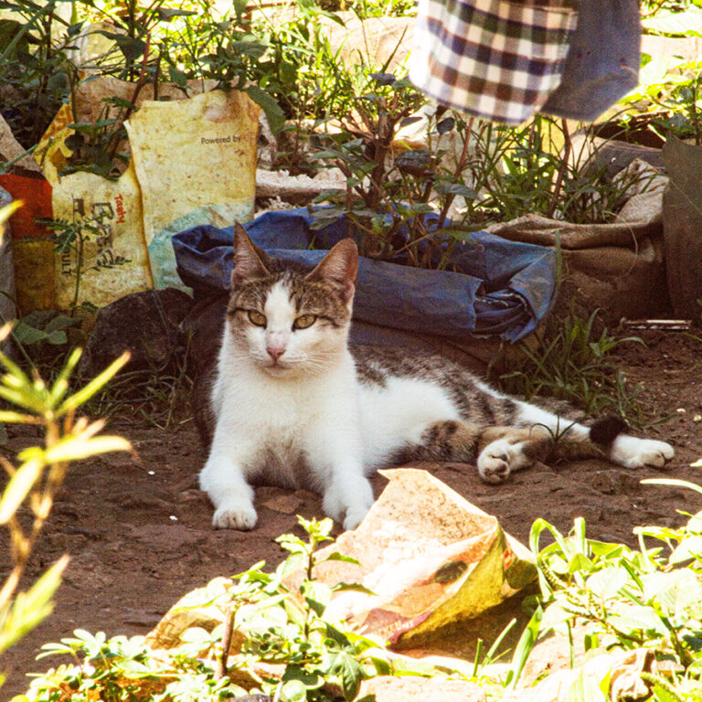 Mama, a rescued pet looking for a home at Cat Cradle Uganda