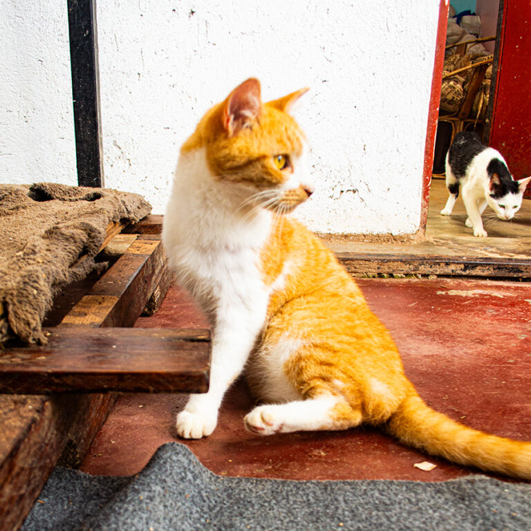 Abbey, a rescued pet looking for a home at Cat Cradle Uganda