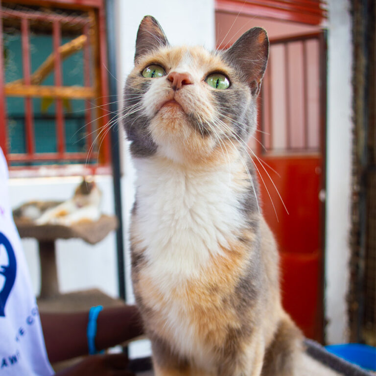 Naly, a rescued pet looking for a home at Cat Cradle Uganda