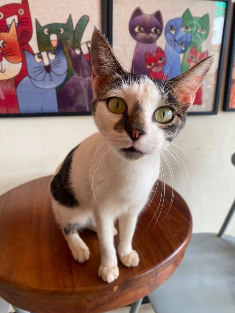 Cafe Cat 1 at Cat Cradle Rescue Uganda