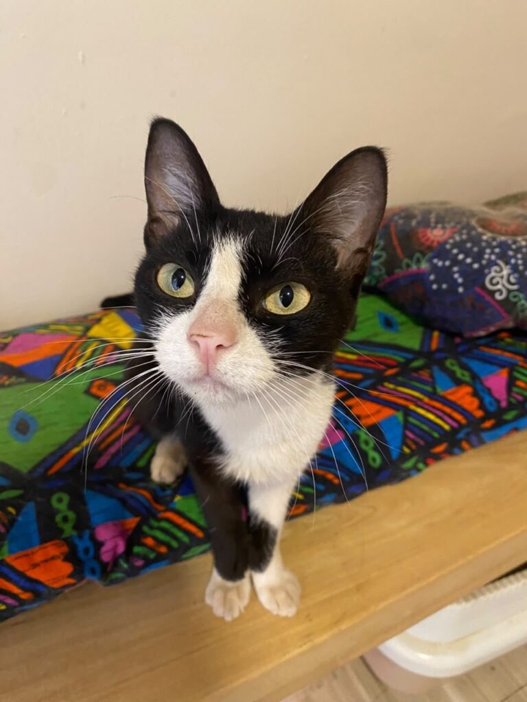 Cafe Cat 2 at Cat Cradle Rescue Uganda