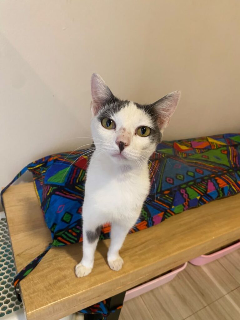 Cafe Cat 3 at Cat Cradle Rescue Uganda
