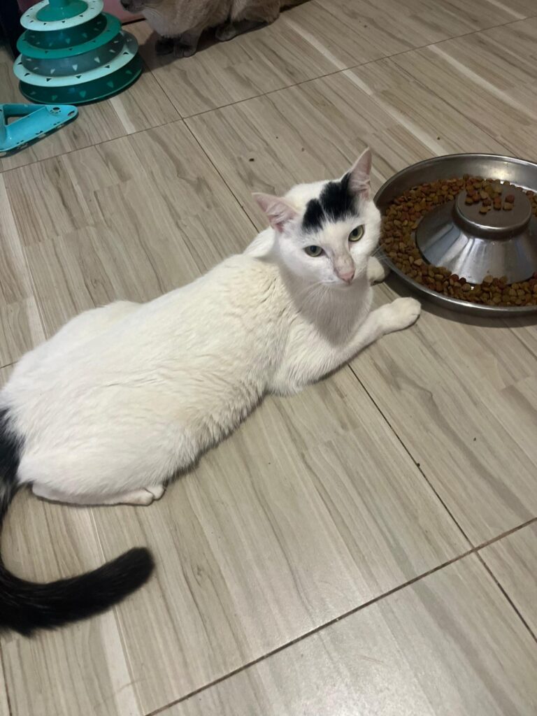 Cafe Cat 5 at Cat Cradle Rescue Uganda