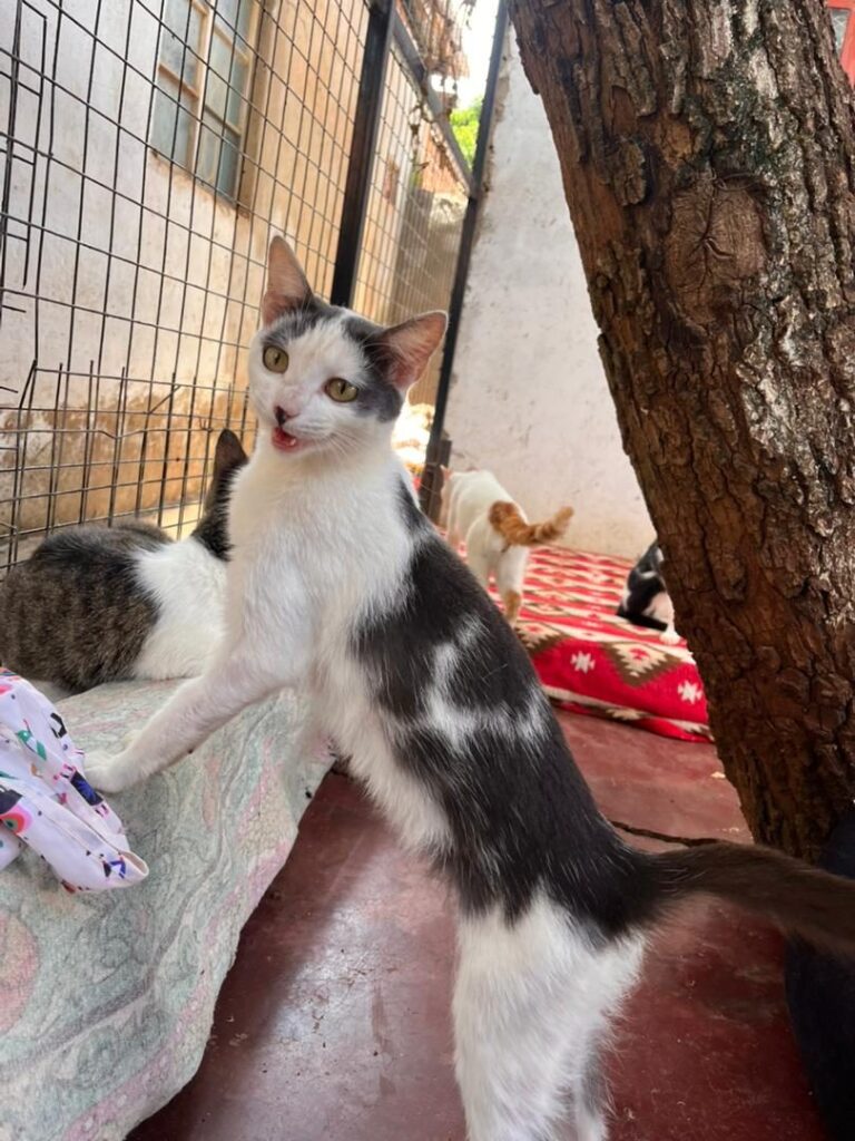 Home Cat Tree at Cat Cradle Rescue Uganda