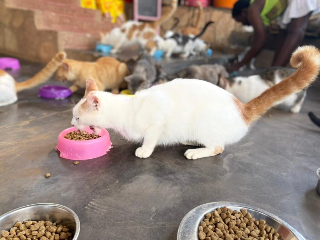 Home Cats Feeding at Cat Cradle Rescue Uganda