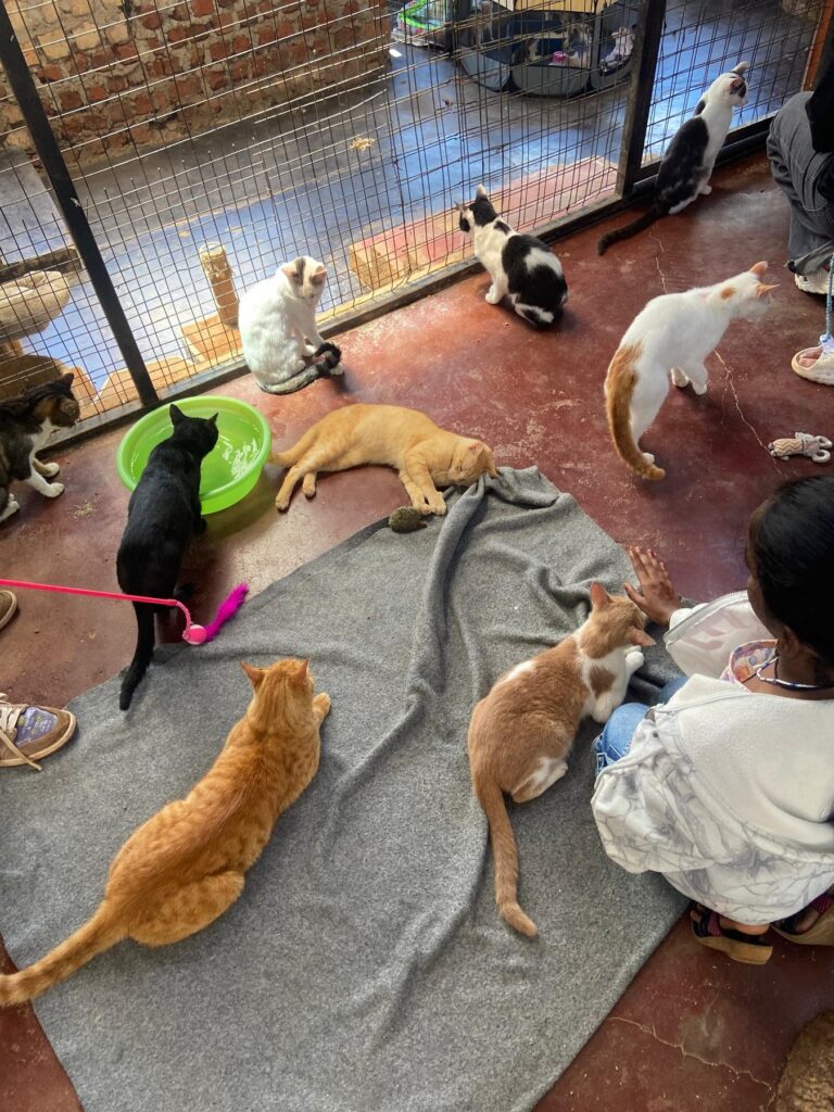 Home Cats Play at Cat Cradle Rescue Uganda