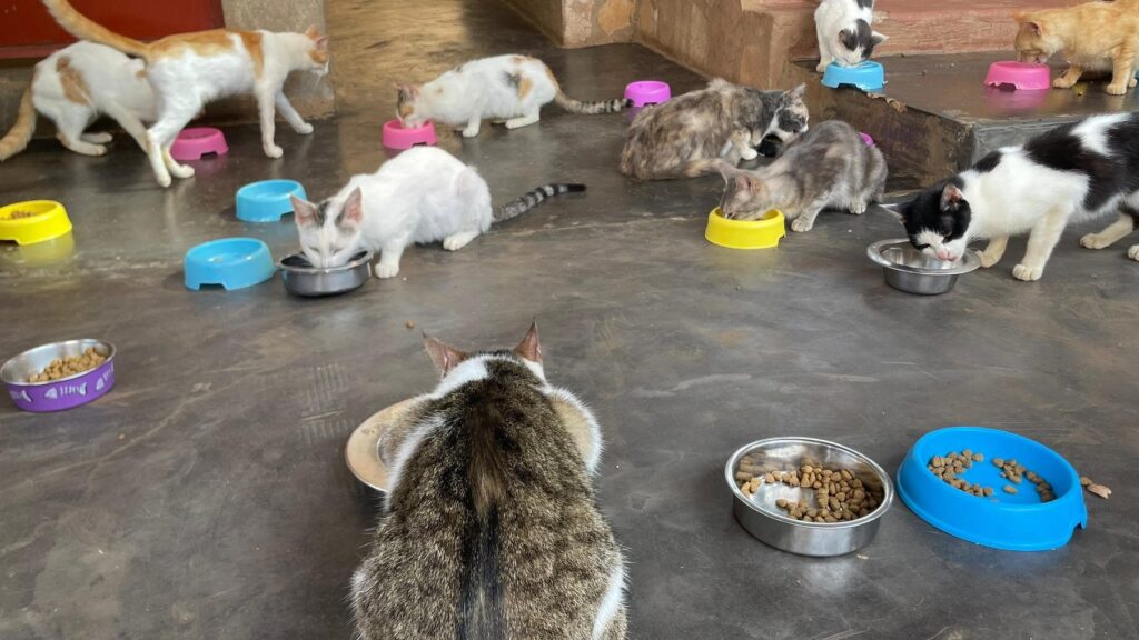 Home Who We Are at Cat Cradle Rescue Uganda