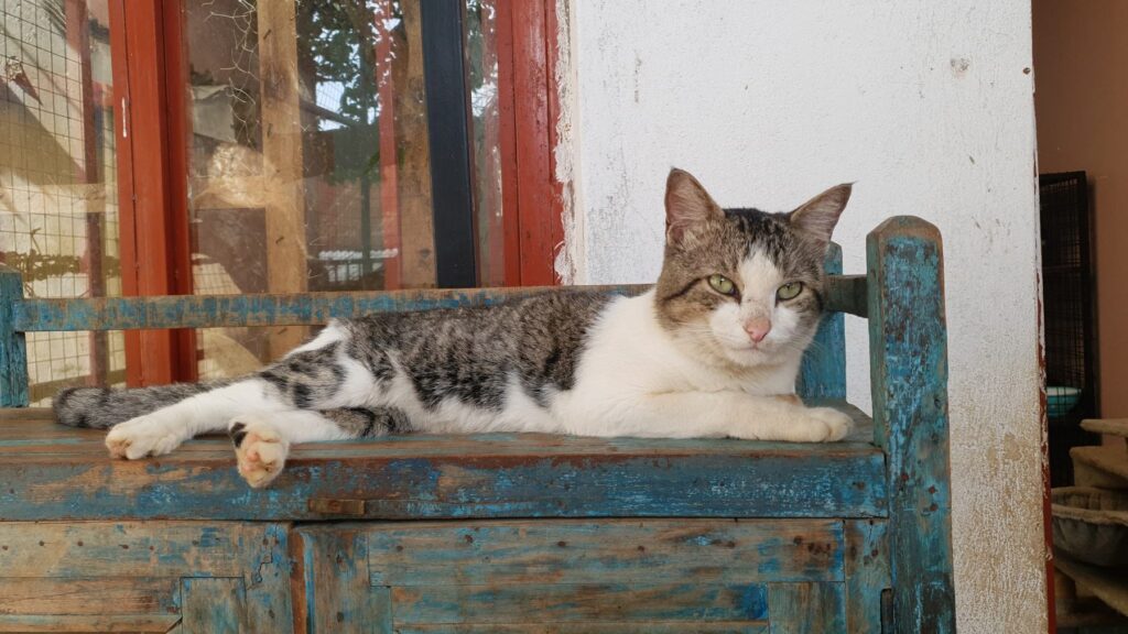 Sanctuary 2 at Cat Cradle Rescue Uganda