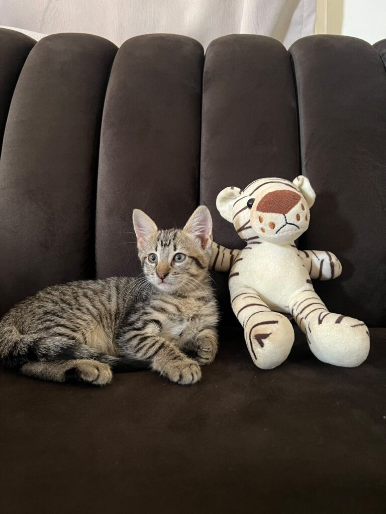 Step Adoption 4 at Cat Cradle Rescue Uganda