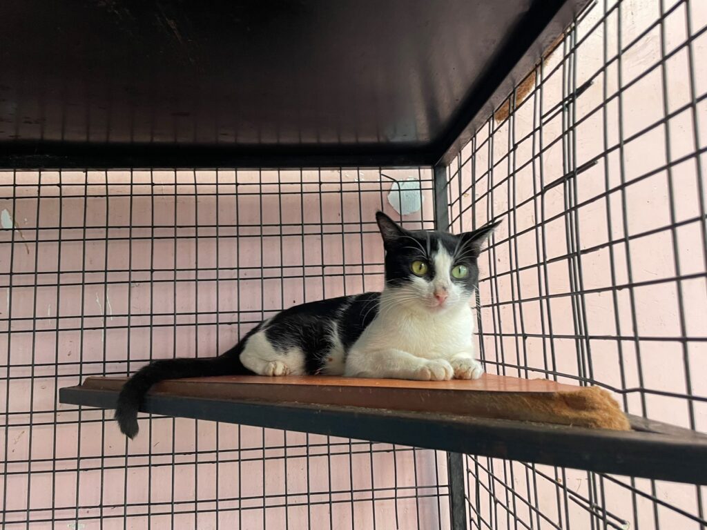 Step Quarantine at Cat Cradle Rescue Uganda