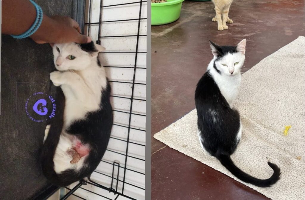 Step Recovery at Cat Cradle Rescue Uganda