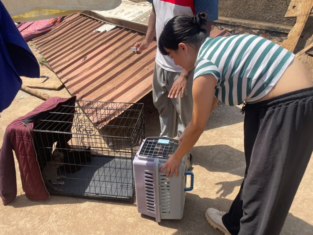 Step Rescue at Cat Cradle Rescue Uganda