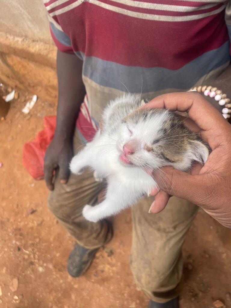 Step Rescue 2 at Cat Cradle Rescue Uganda