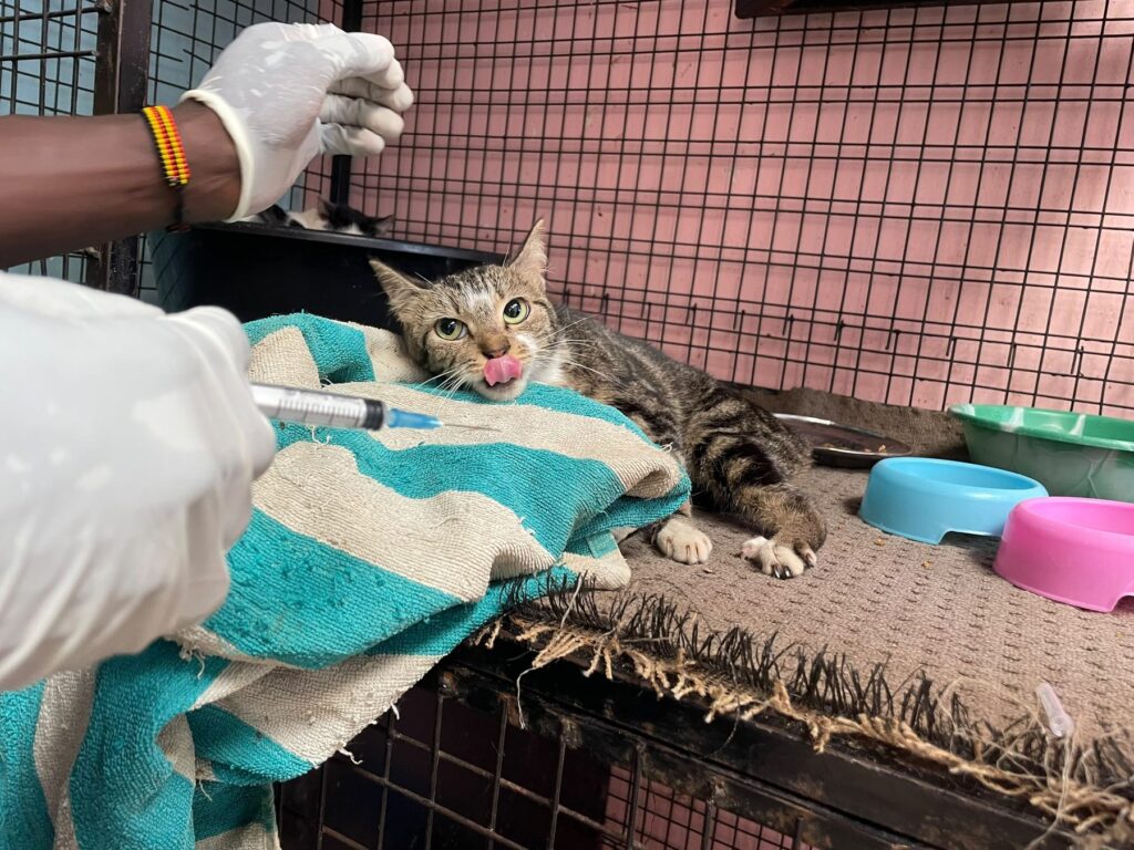 Step Vet at Cat Cradle Rescue Uganda