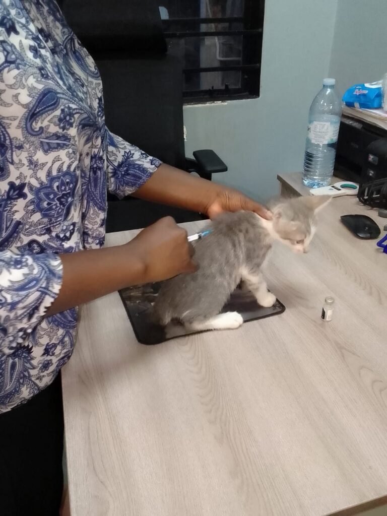 Vaccination 2 at Cat Cradle Rescue Uganda