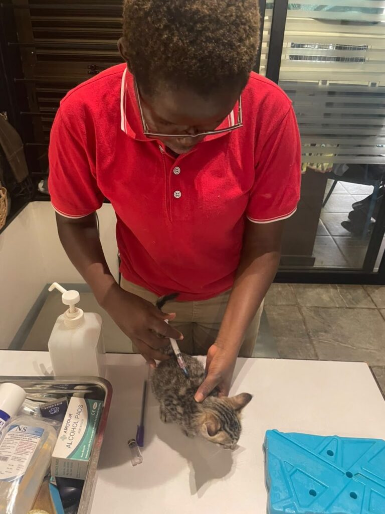 Vaccination at Cat Cradle Rescue Uganda