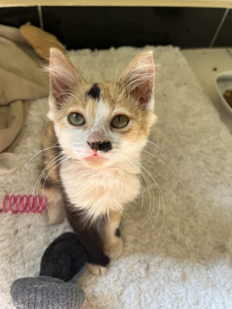 Volunteer Foster at Cat Cradle Rescue Uganda